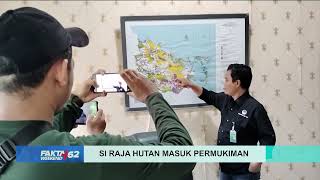 Si Raja Hutan Memecah Keheningan, Masuk Permukiman - FAKTA+62