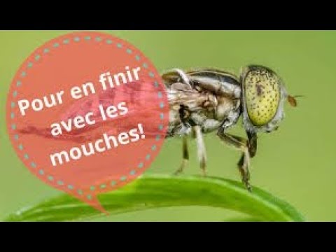 astuce-naturel-anti-mouche-fait-maison
