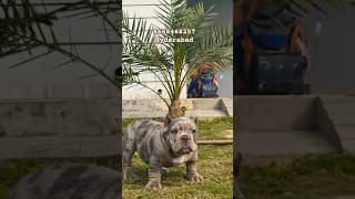 Top Quality American Bully Puppies In Hyderabad Bangalore Chennai Mumbai India