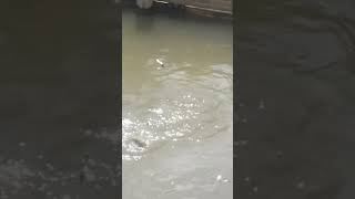 Peldanung Tenggelam Disambar Ikan Nila Strike