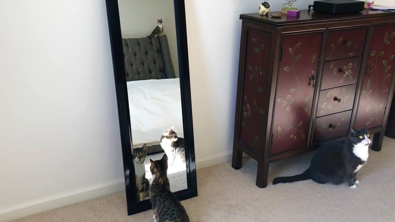 Cats & Kittens and the Mirror YouTube