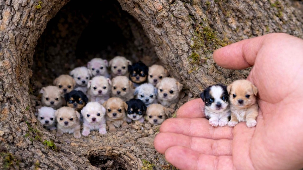 Невероятно! В моём саду живёт целая группа милых щенков! 🐶🐕😘❤❤❤