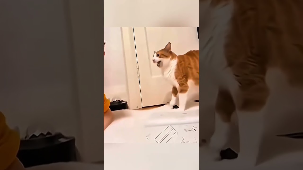 A cat video compilations #84