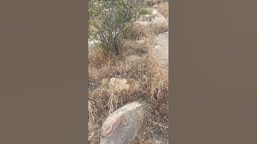 Watch Your Step! Speckled Rattlesnake Fairview Mountain Mojave Desert CA