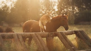 Border Collie vs  Australian Cattle Dog: Size and Appearance by Border Collie USA No views 2 days ago 4 minutes, 58 seconds