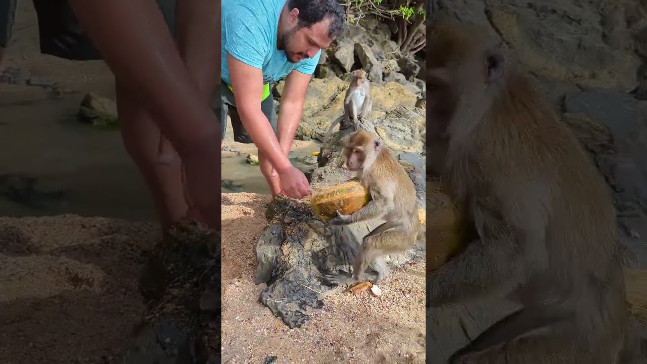 Monkey Trail Aonang Krabi Thailand