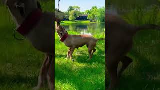 Kendrick Lamar Humble