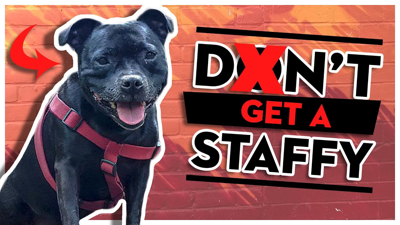 5 Reasons NOT To Get A Staffordshire Bull Terrier - youtube