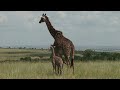 Baby Giraffe's with Mother -wildlife videos-4k Nature (Ultra HD) | Nature's Sweet Tales