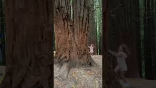 Bosque de Secuoyas. Cabezón de la sal. Cantabria