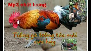 Tiếng gà trống túc mái chuẩn