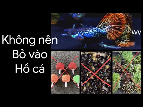 Video Những cái không nên bỏ vào hồ cá bảy màu. Zalo/FB... - youtube