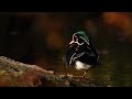 Canard branchu aux couleurs automnales  wood duck in october colors