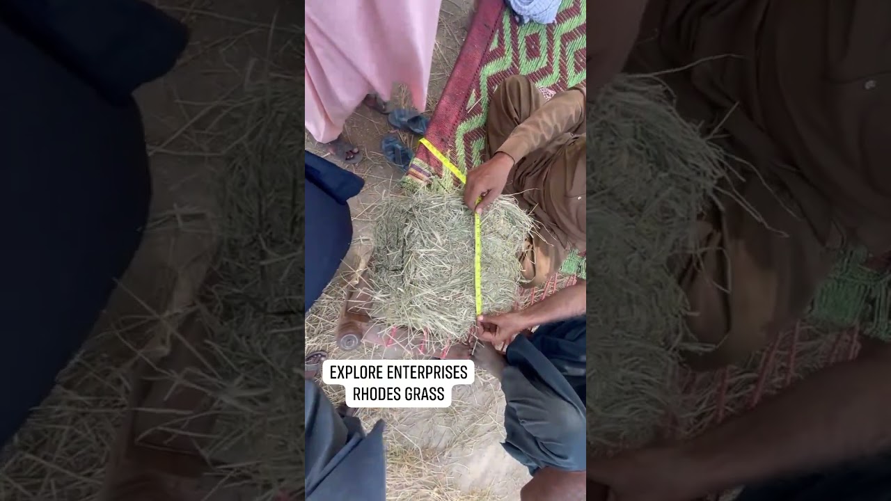 Rhodes Grass Small Bundle check Video All details Bundle Sizes