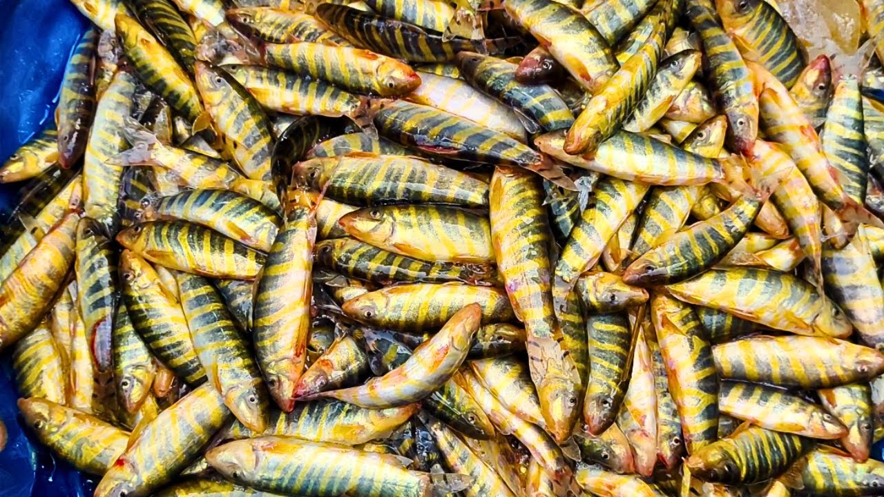 Sylhet Lamakazi Bazar || wholesale fish market | লামাকাজী পাইকারি মাছ বাজার