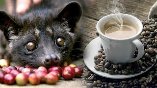 اغلى قهوة فى العالم من روث حيوان الزباد!