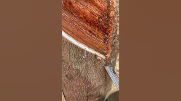 Asmr rubber tapping🌴 #rubberfarming #satisfying #rubberwood #rubber #rubbertapping #rubberising