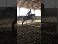 Pyrite jumping perfect. #horse #shorts