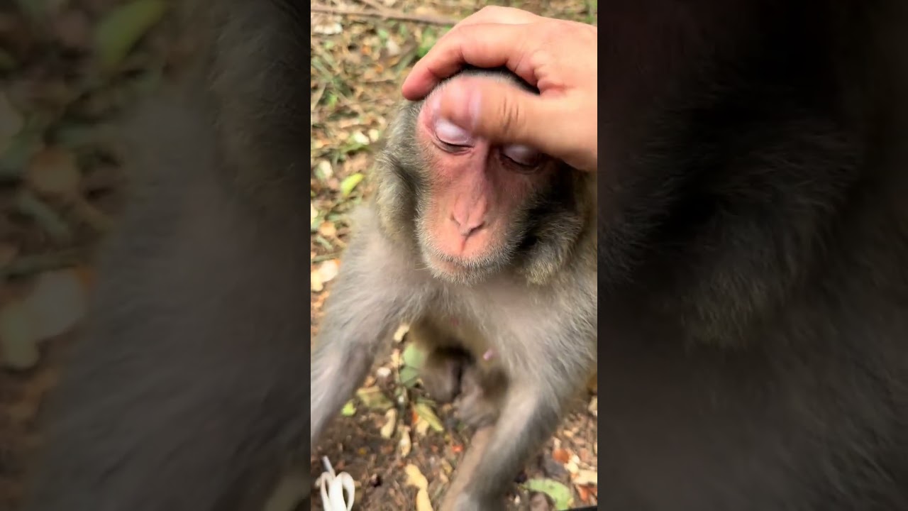 Чрезвычайно расслабленное выражение дикой обезьяны