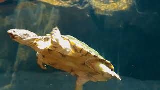 Birds &amp; Animals of Sharjah Desert Park | Arabian Wildlife Centre Footage