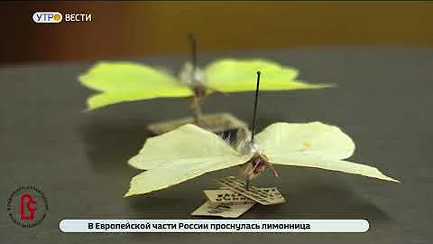лимонница