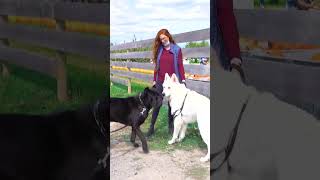 GIANT Cane Corso Meets GIANT White Shepherd #shorts #dog #cutedog