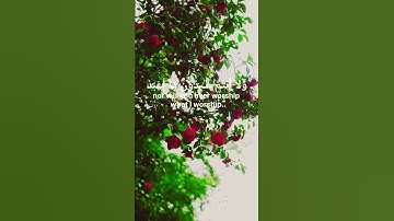 قُلْ يَأَيُّهَا الْكَافِرُونَ 🌸🌸سورة الكافرون 🥀حالات واتس اب قرآن كريم تلاوة مؤثرة بصوت جميل ⚘️💞