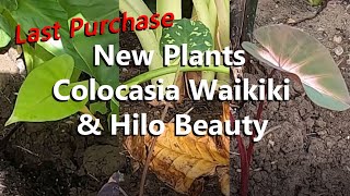 New Elephant Ear Plants Colocasia Waikiki, Caladium Hilo Beauty, And Alocasia Macrorrhiza Black Stem