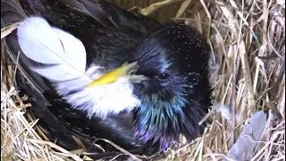While doing some housework in the nest, male starling accidentally gets a feather stuck to his beak.