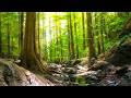 Calm Music For Relaxation Beautiful Forest Landscapes Green Therapy mp3
