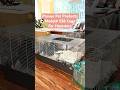 Prevue Pet Products Model 528 Small Animal Home For Hamsters #hamster #hamstercare #hamsterhabitat