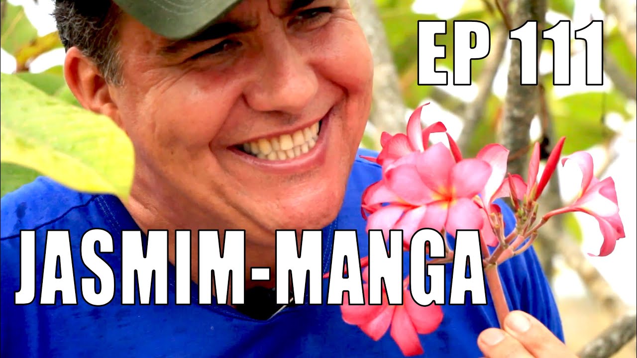 JASMIM-MANGA: COMO COMER E SEUS BENEFÍCIOS - Sítio Panc  | #pancaveia #valdelykinupp