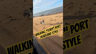 @Goinglowswanky #dogwalk #shepard #sheepdog #fifo #mining #bluecollar #travel #mechanic