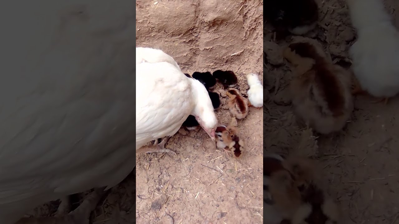 Seven aseel chicks came out from eggs   viral