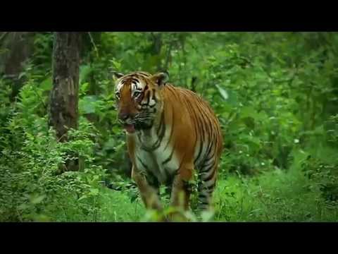 Anshi Tiger Reserve Documentary