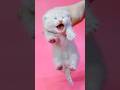 Kitten Meowing🌹🐈🐈🌹|Cat Sound| Cute Cat Videos #shorts #cat #cats #catlover #catfunnyshorts