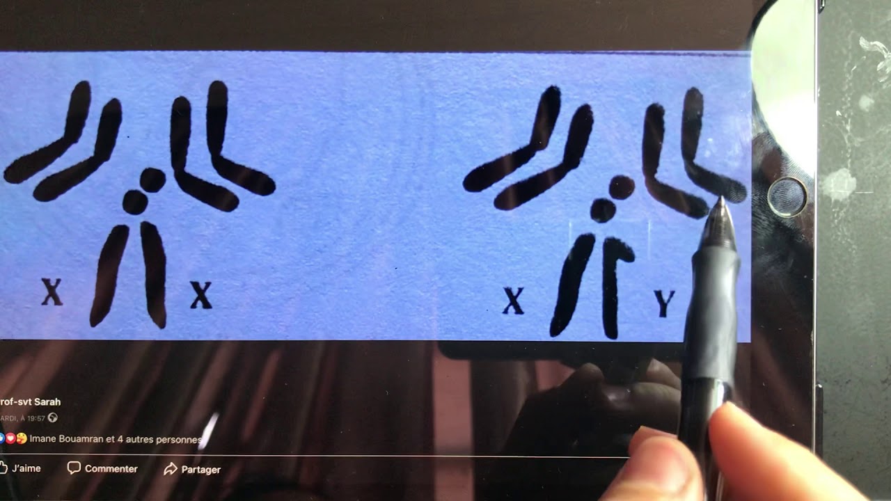 Exam : exercice lois de mendel / gène lié au sexe/codominance/que veut dire: homo et hétérogamétique