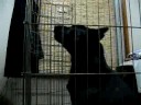 甲斐犬"蓮"のボイストレーニング