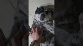 Qualquer semelhança é mera coincidência #blueheeler #cachorro #dog