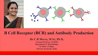 B Cell Receptor & Antibody production- by  Dr C R Meera