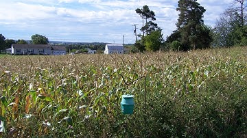 Setting Up a Pheromone Bucket Trap