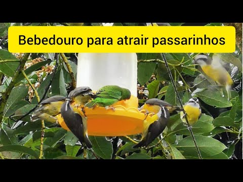 Vídeo: Como Atrair Pássaros E Insetos Benéficos Para O Local