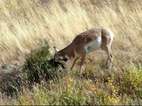 Pronghorn Antelope scent-marking bush. Antilocapra...