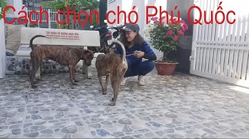 Những đặc điểm nổi bật của chó Phú Quốc nên chọn làm giống