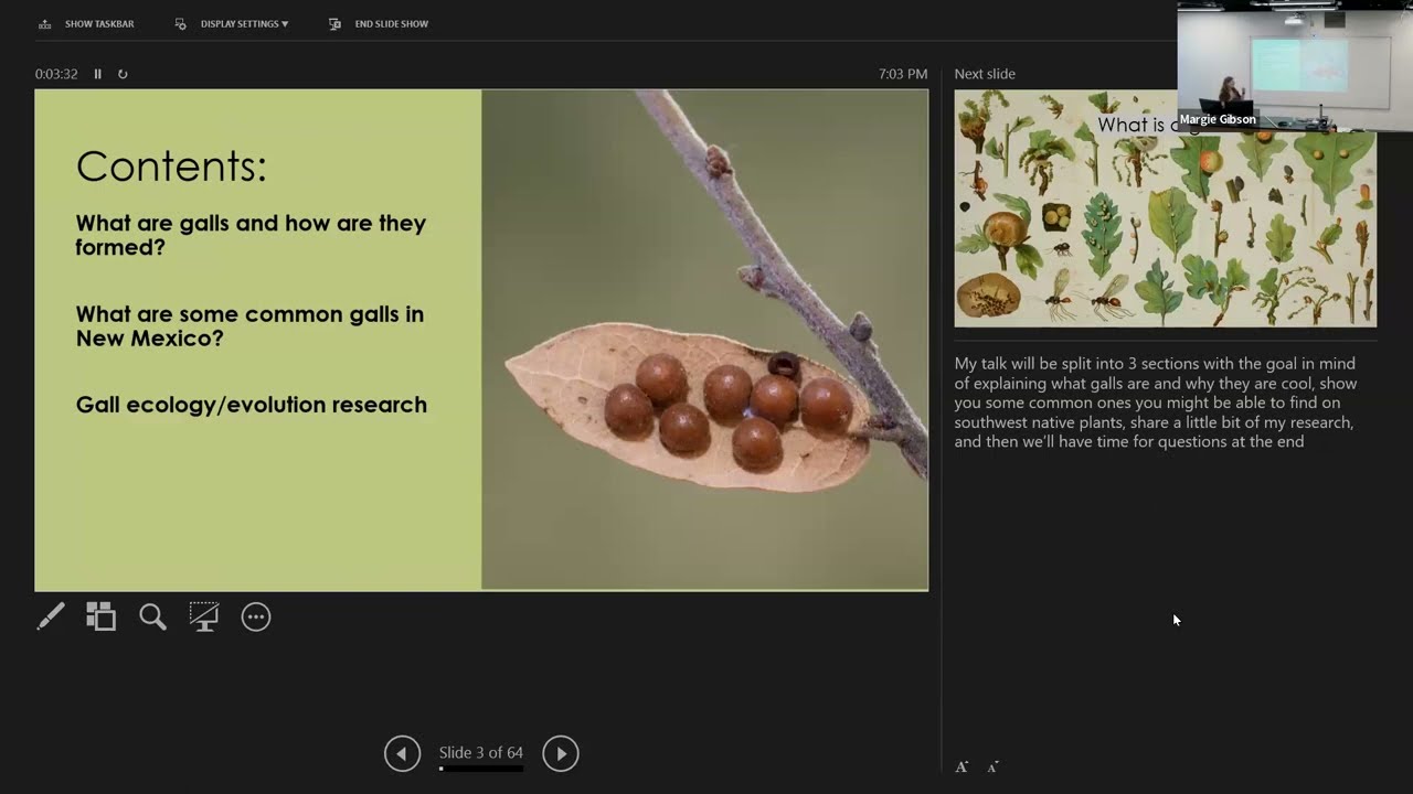 Insect Galls of the Southwest