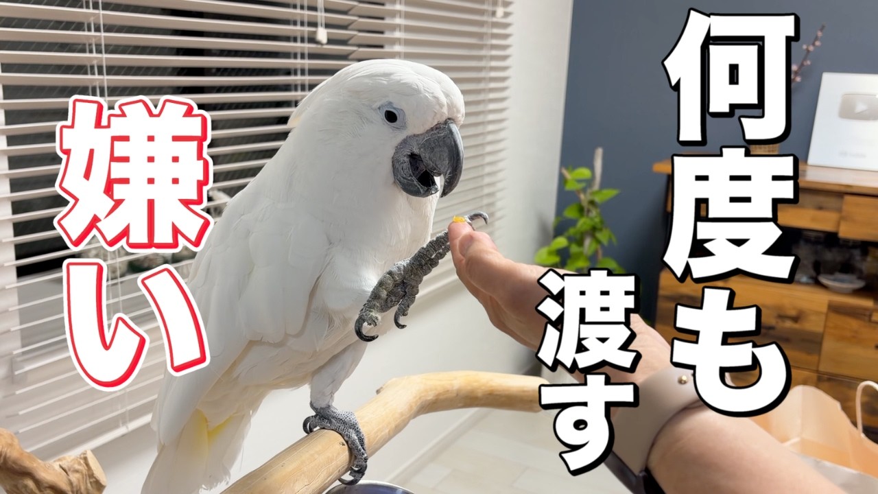 ゆきまる氏、干し芋を前に「それ何？」の顔になった