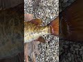 Smallmouth bass replica completed! #smallmouth #smallmouthbass #fishing #bassreplica #fishreplica