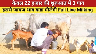 केवल 22 हजार की शुरुआत में 3 गाय , इससे जायज भाव कहा मीलेगा , Haryana Cow Live Milking ,