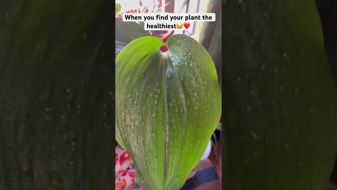 My Amazonica Lily is amazingly stunning.🌱❤️