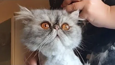Watch the video about 🐱💖✂️ Silver Persian Cat Grooming #catgrooming #cat #cats #persiancat #catlover #catvideos #animals